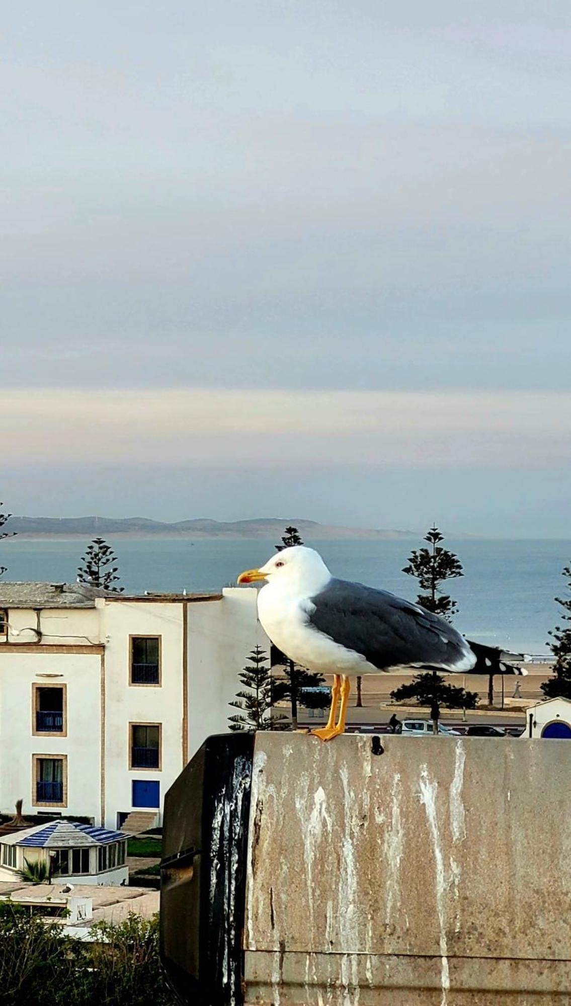 Riad Ocean Medina Essaouira Eksteriør bilde